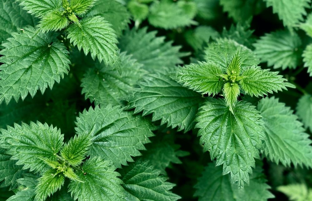 Nahaufnahme grüner Brennnesselblätter
